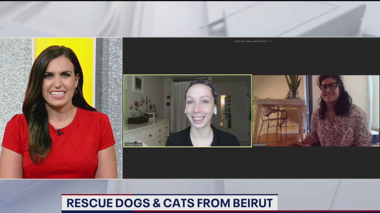 AWLA takes in Beirut rescues