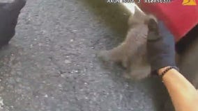 Police officers rescue kitten from engine