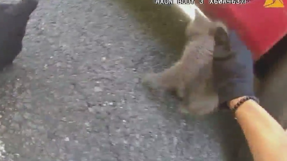 Police officers rescue kitten from engine