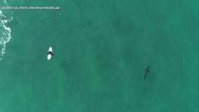 Great white sharks often swim near people