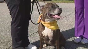 Adopt-A-Pet: Ginger in need of forever home