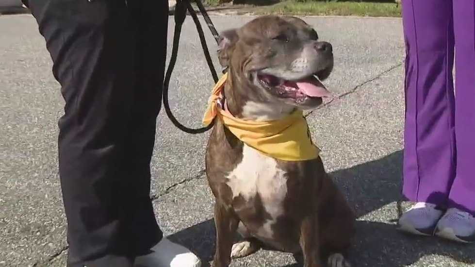 Adopt-A-Pet: Ginger in need of forever home