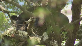 Bear takes up residence in Lake Eola Park
