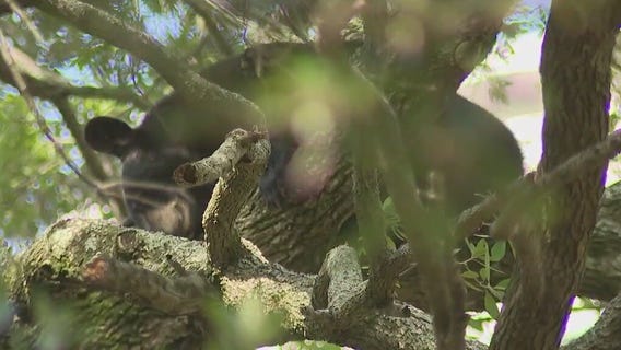 Bear takes up residence in Lake Eola Park