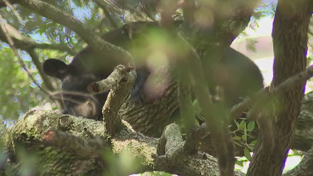 Bear takes up residence in Lake Eola Park