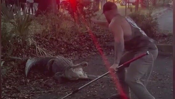Florida MMA fighter wrangles massive alligator