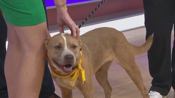 Adopt-A-Pet: Meet Nutmeg