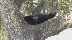 Bear snoozing in tree near Florida day care