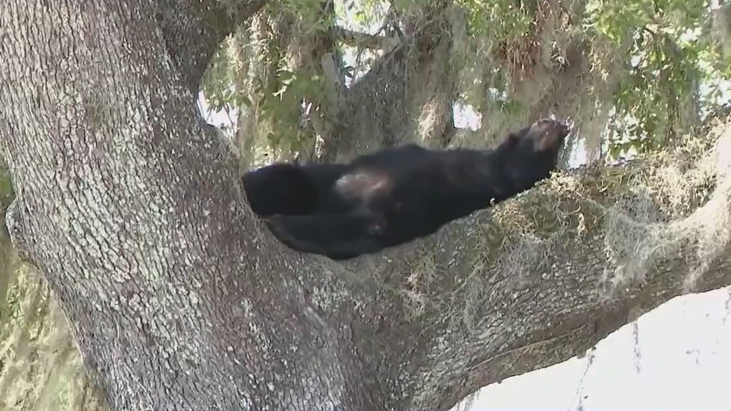 Bear snoozing in tree near Florida day care