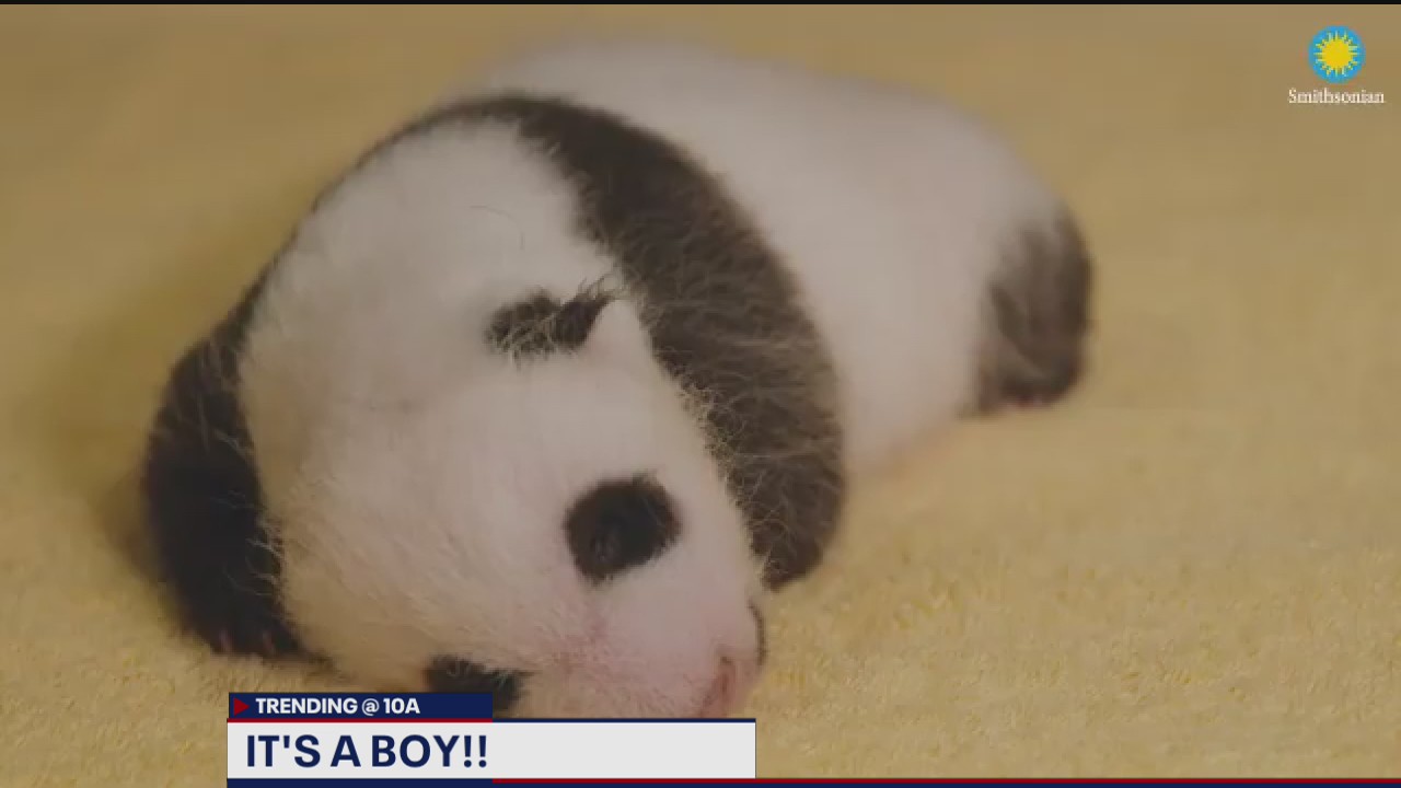 It?s a boy! National Zoo reveals gender of newest panda cub