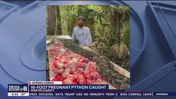 16-foot pregnant python spotted in Florida