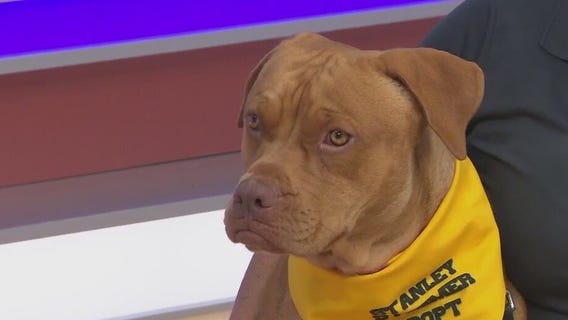 Adopt-A-Pet: Meet Unfoonk