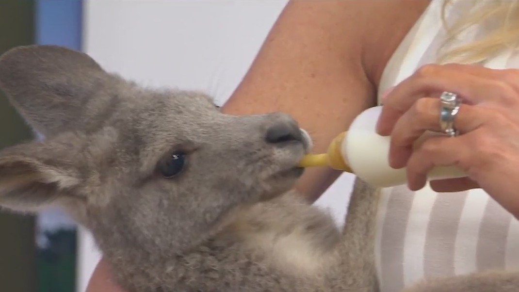 Wild Wednesday: Baby kangaroo from Cool Zoo