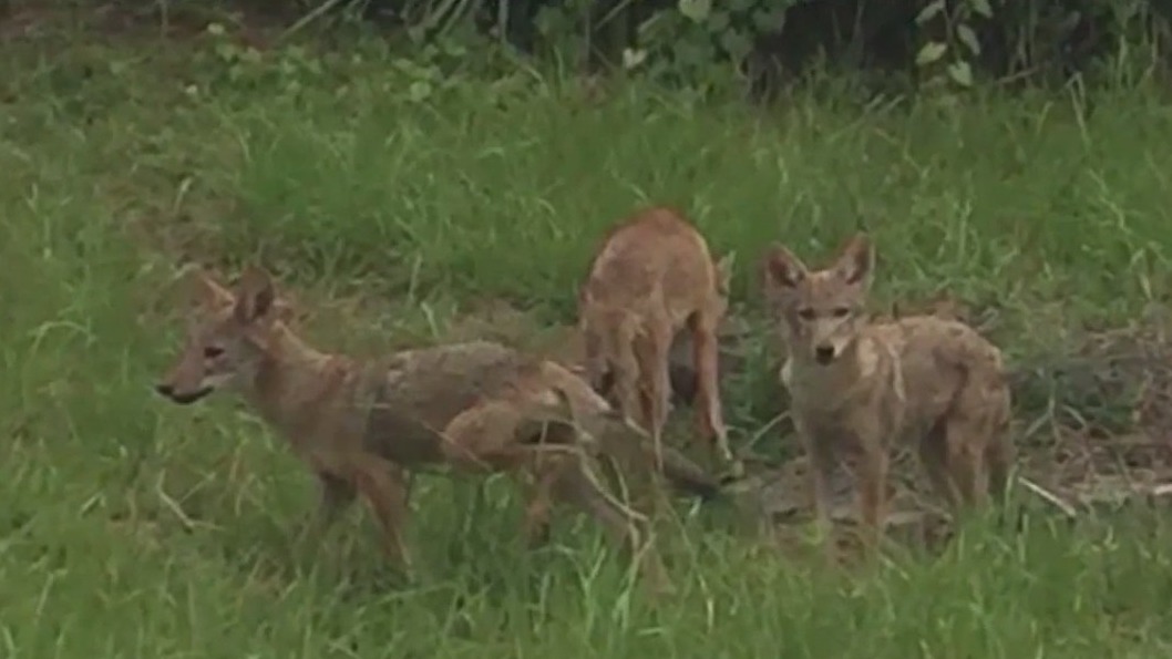 Coyotes being spotted all over Orange County
