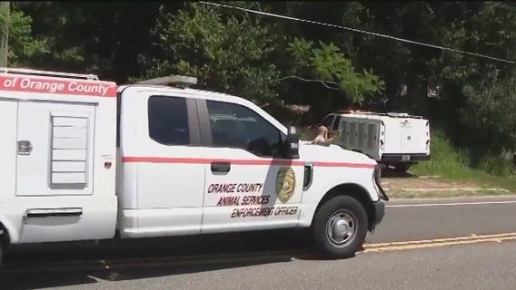 Dogs living in filth rescued from Ocoee home