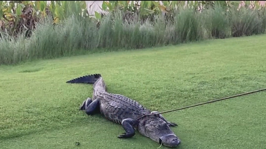 Man attacked by Florida gator