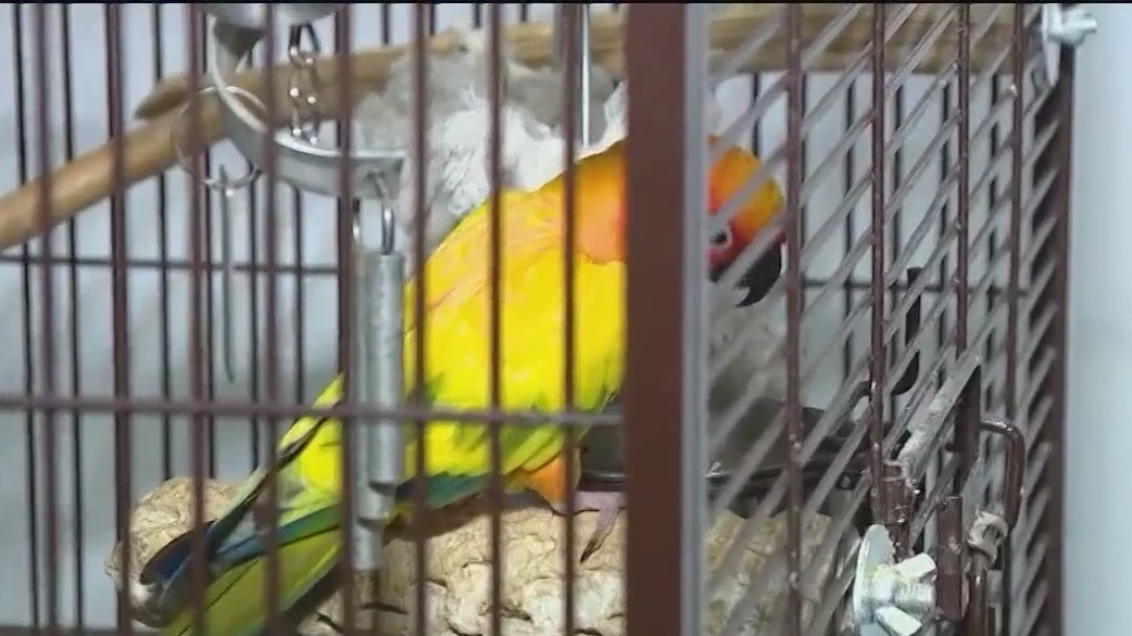 100 animals need new home by end of the week