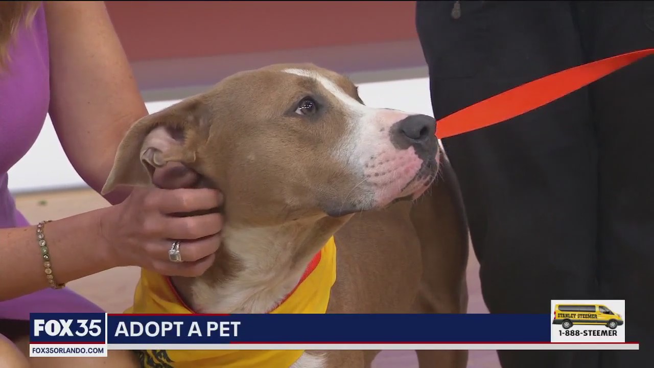 Adpot-A-Pet: Meet Luna