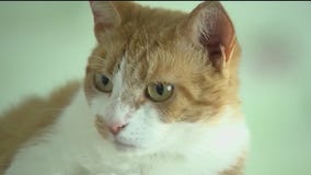 Nearly 100 animals in need of new home