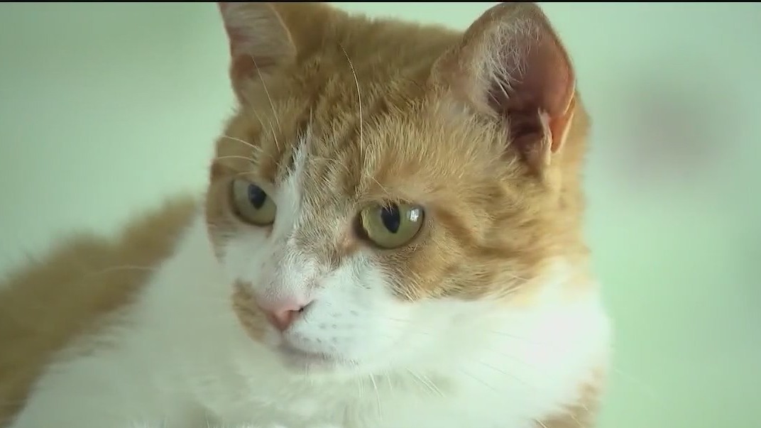 Nearly 100 animals in need of new home