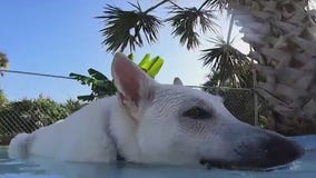 Good Times Dog Bar in Flagler Beach