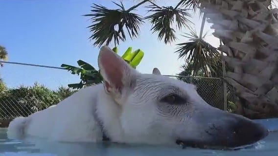 Good Times Dog Bar in Flagler Beach