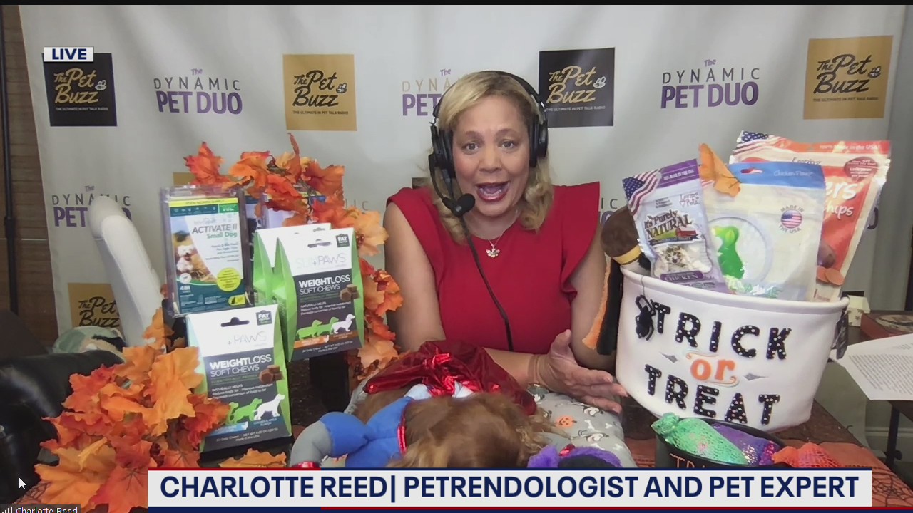 Fun ways your pets can celebrate Halloween!