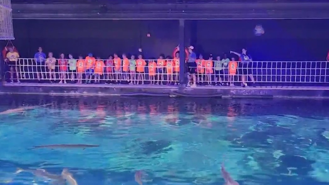 SeaWorld Orlando 'Ultimate Shark Experience'