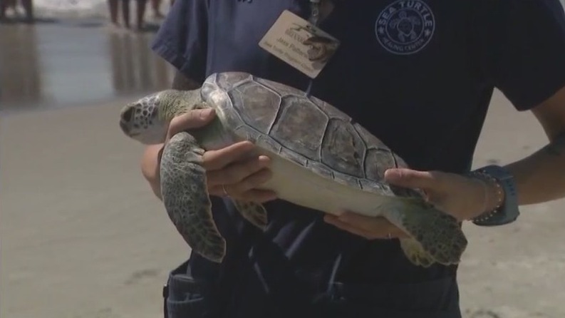 Florida sea turtle released back into the ocean after recovery
