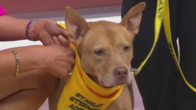 Adopt-A-Pet: Meet Candy Corn