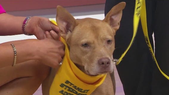 Adopt-A-Pet: Meet Candy Corn