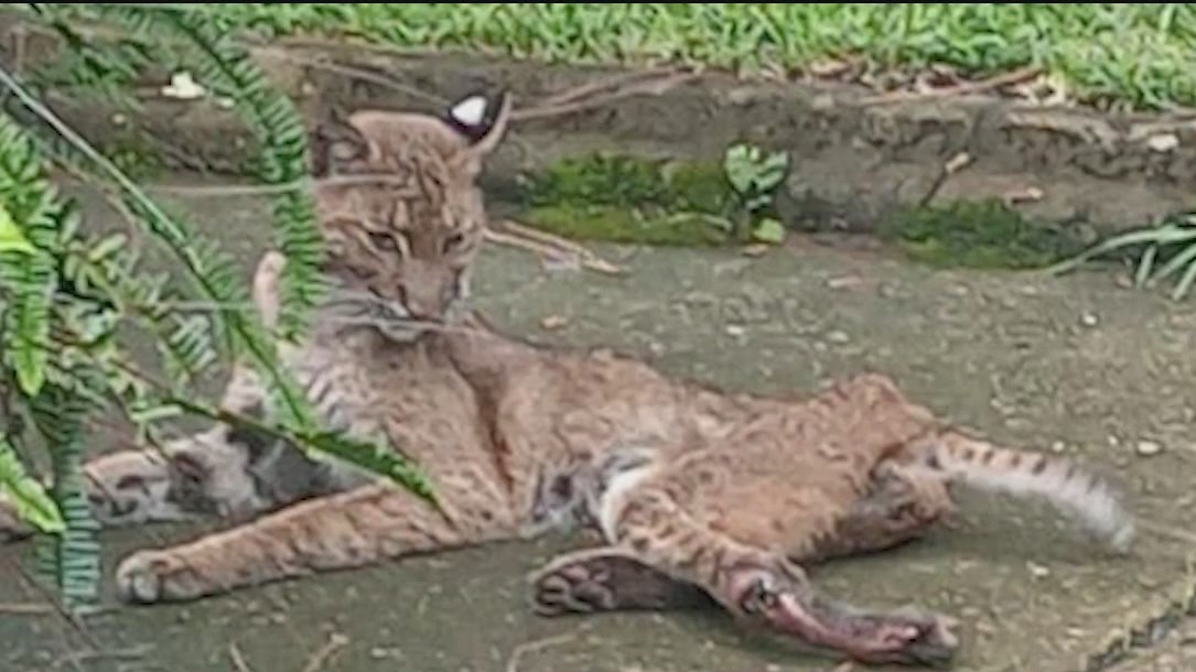 Bobcat appears to be starved, injured