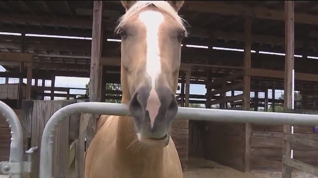 Florida horse rescue needs community help