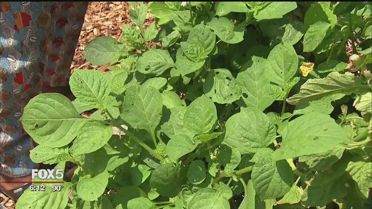 Community garden in the Bronx helps immigrants and refugees