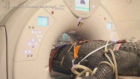 376-pound gator gets a CT scan by UF vets