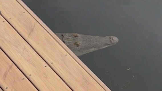 Florida residents noticing more crocodiles