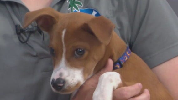 Adopt-A-Pet: Meet Potato