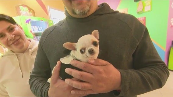 World's smallest dog, Pearl, visits Orlando