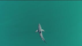 Cocaine effects on shark behavior