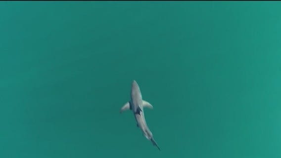 Cocaine effects on shark behavior