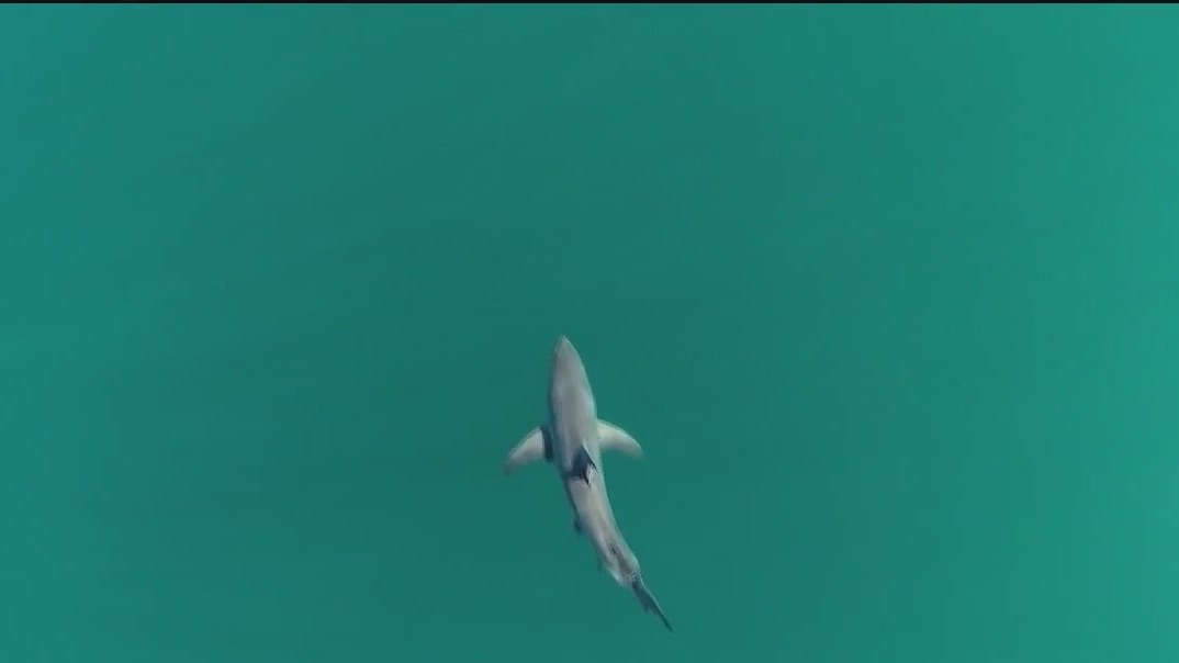 Cocaine effects on shark behavior