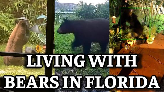 When Florida Attacks: How to live with bears