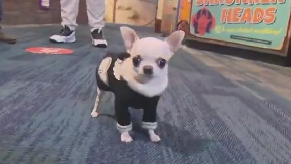 Meet Pearl, the world's smallest dog alive