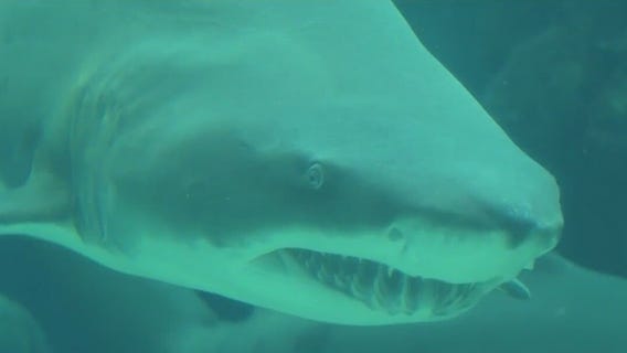 Shark interactions on the rise in Florida?