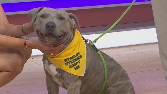 Adopt-A-Pet: Meet Blue