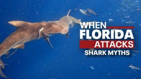 Florida shark attacks: Debunking myths