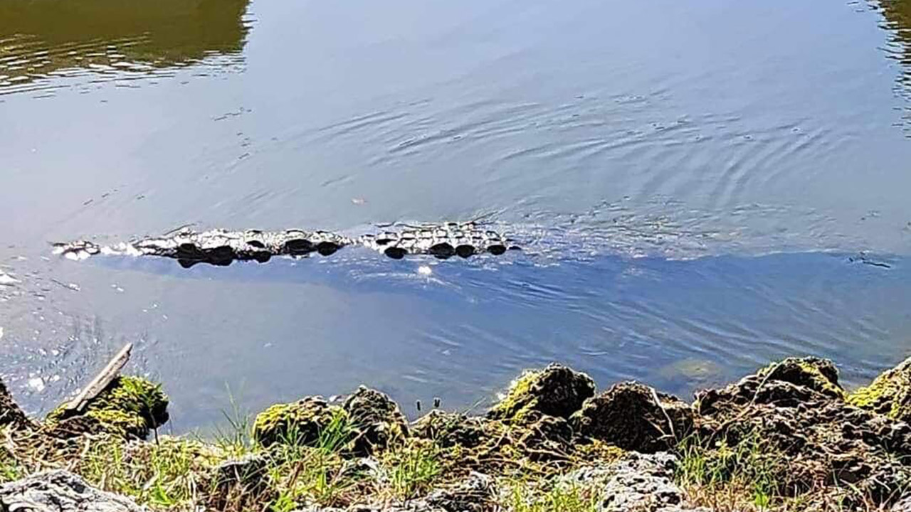 Homeowners want crocodile gone