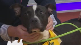 Adopt-A-Pet: Meet Daisy