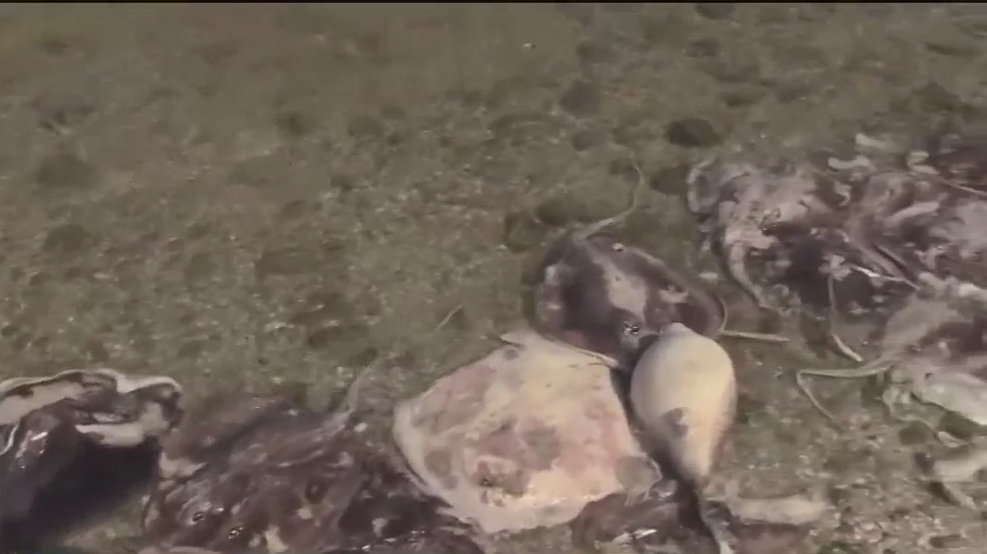 What killed fish in Florida lagoon?