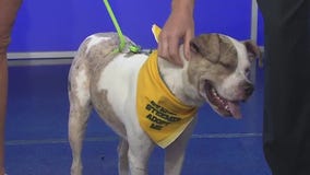 Adopt-a-Pet: Meet Darla